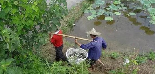 30多亿吨畜禽养殖粪污必须要处理，三大商业模式隐藏千亿级财富！