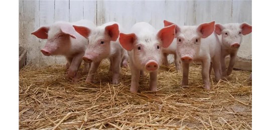 缺猪！仔猪超1800元/头，供不应求，专家：2023年后再考虑生猪产能过剩吧，“猪肉自由”依然远？